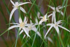 Dichromena colorata star - dichromena,