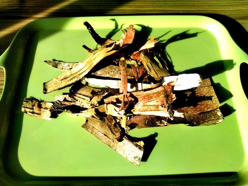 Birch bark bushcraft fire - birch,