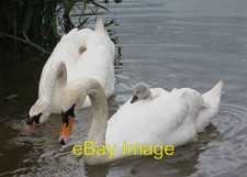 Photo 6x4 Easy rider Bromsash