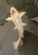 11.5 inches GINRIN TANCHO KIN