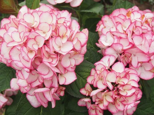 Hydrangea macrophylla - 2x,