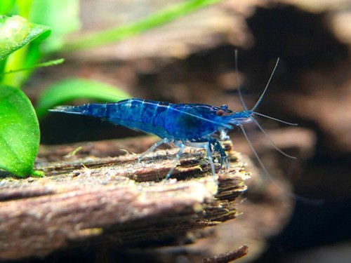 Blue dream shrimp - blue,