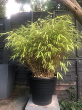 Bamboo Plant - Large Big Plant