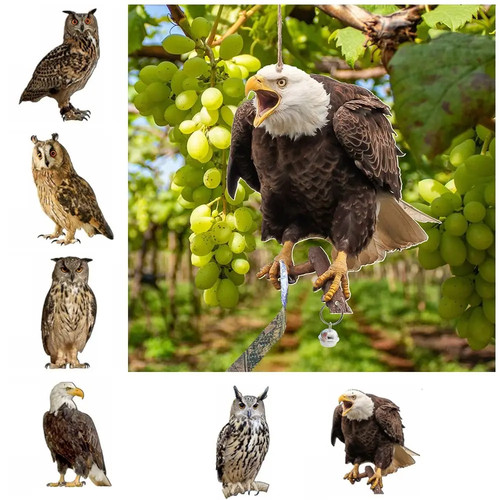 Hawk bird scarers pigeon - hawk,