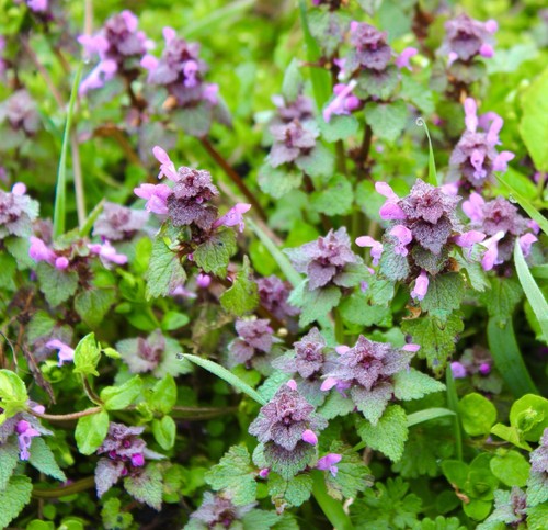 3000x catnip catmint nepeta - catnip,