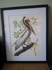 Framed Bird Print: Brown Pelican by John James Audubon - 43cm x 33 cm - VGC