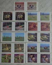 11 x Weetabix 3-D `Animal` cards (1960)