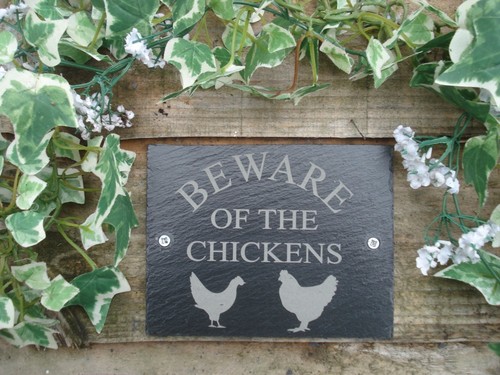Beware the chickens chicken - the,