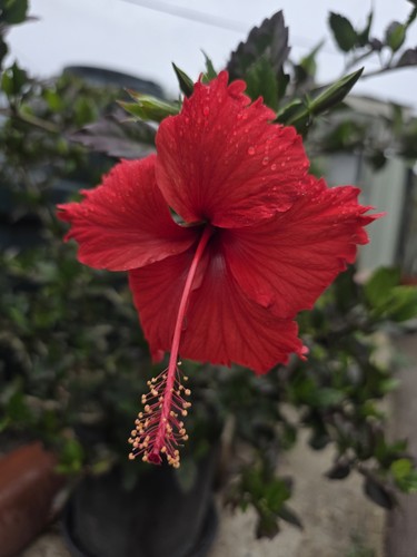 Hibiscus rosa sinensis plant - hibiscus,