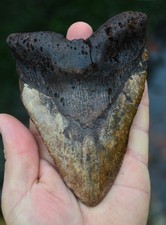 REAL MEGALODON SHARK TOOTH