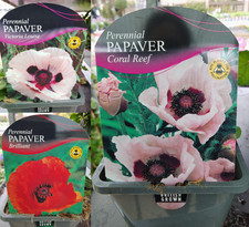 Papaver Oriental Poppy 1 litre