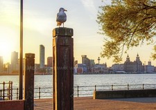 ‘LIVERPOOL SUNRISE’ Liver