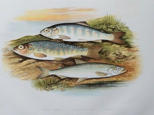 Young trout salmon parr - trout,,