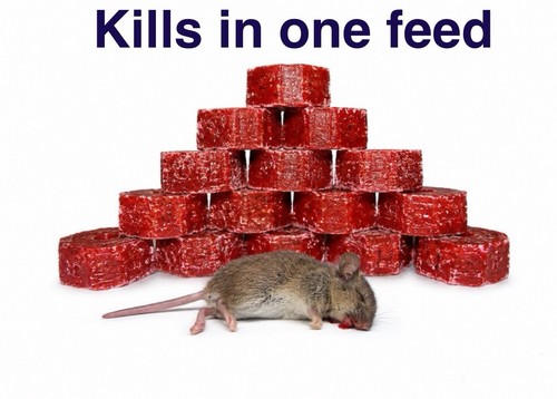 Super strong rat mouse - m, &