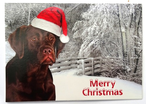 Chocolate labrador christmas - chocolate,