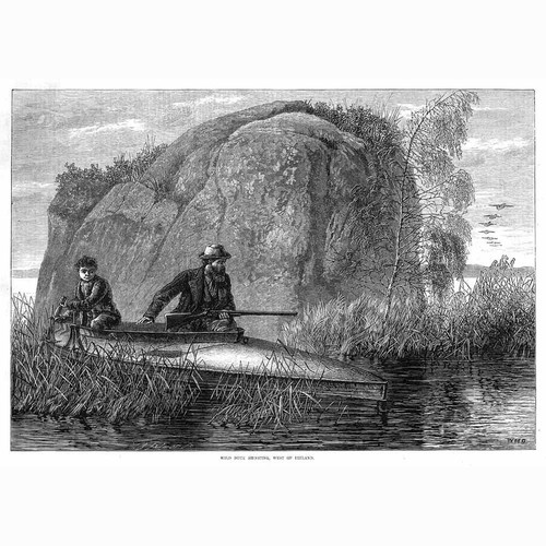 Wild duck hunting - duck, west