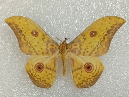 Cat eyed emperor - emperor, moth