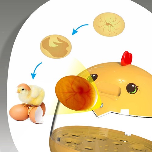 Poultry hatcher desktop duck - poultry,