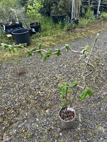 Corkscrew hazel corylus - corkscrew,