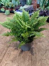 Boston Fern | Indoor fern | 12