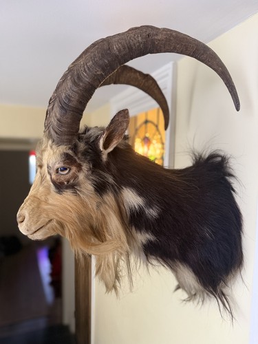 Taxidermy feral goat shoulder - taxidermy,
