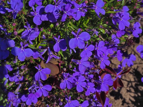 Lobelia large - lobelia,