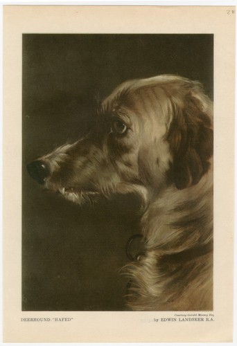 Deerhound head study - head, vintage