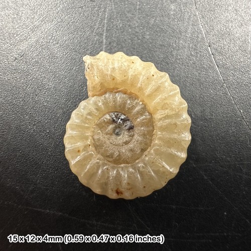 Charmouth promicroceras - charmouth,