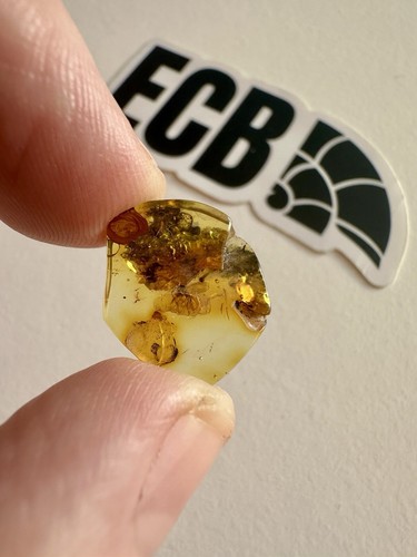 Baltic amber with mosquito - baltic,