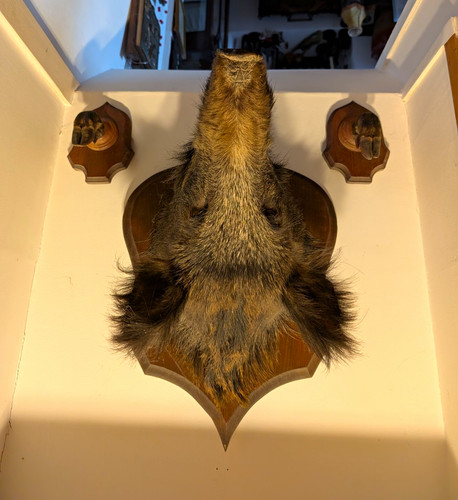 Large vintage wild boar - vintage,