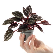 Baby Emerald Ripple Plant Peperomia Caperata Brasilia Indoor Gift Houseplant