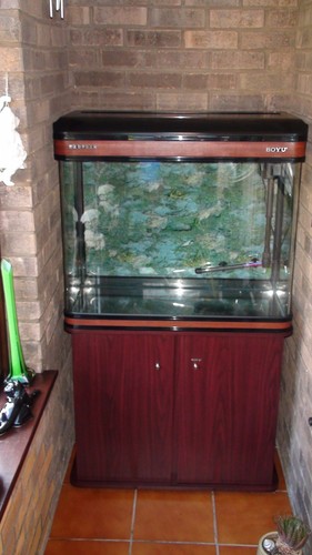Fish tank - fish,