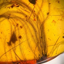 Feather burmese burmite - feather, /