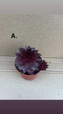 Red Sempervivum Hens and