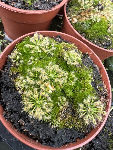 Drosera enodes pigmy - drosera,