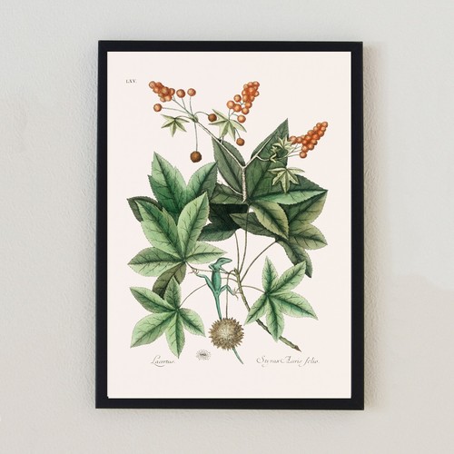 Botanical vintage lizard plant - vintage,
