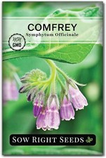 Comfrey Seeds - Non-Gmo
