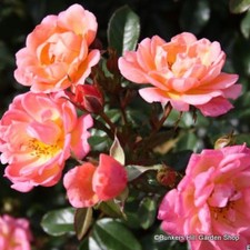 Masquerade -  Climbing Rose