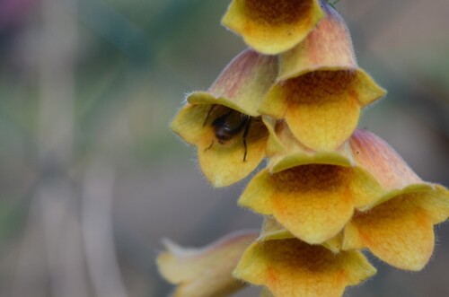 Digitalis obscura sunset - obscura, (sunset