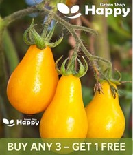 YELLOW PEAR TOMATO 100 SEEDS -