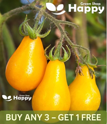 Yellow pear tomato - yellow,