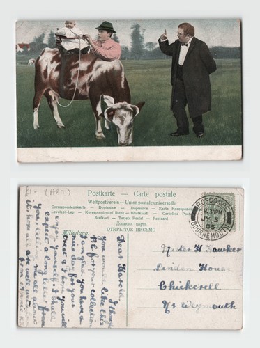 Postcard humorous cow baby - postcard,