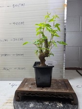 Maple bonsai 