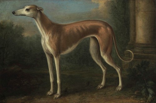 John wootton greyhound - john,