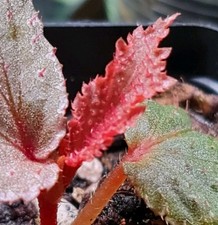 Begonia Lamriana Silver (76)