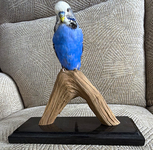 Sarah wilson keen budgerigar - sarah, wilson-keen