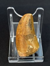 1.9 inch "African T. rex" Dinosaur Tooth Fossil (Carcharodontosaurus saharicus)