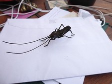 mieji bronze grasshopper okimono