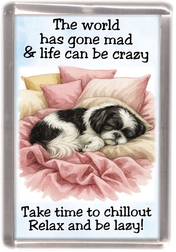 Shih tzu black and white - and, dog