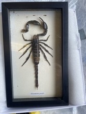 Real Scorpion . Heterometrus spinifer. Framed